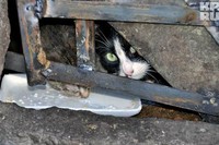 Что делать, если в подвале замурованы кошки?