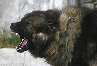 Мужчину, застрелившего собственную собаку, оштрафовали на 40 тыс. руб.