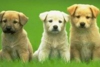 Больше двух и без намордника – не собираться…по закону