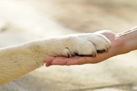 Депутаты Госдумы предлагают учредить должность зоо-омбудсмена