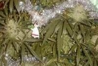 Полиция конфисковала марихуановую «ёлку»