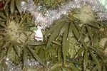 Полиция конфисковала марихуановую «ёлку»