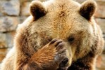 Прокуратура выясняет, зачем бригада тепловоза охотилась на медведя