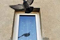 Очередной арест дрессированного наркодилера