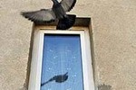 Очередной арест дрессированного наркодилера