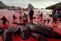 Есть ли права у животных?