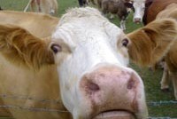 Заключенный подал иск к прокурору из-за коровы
