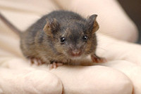 Мобильник «застучал» шведа  на 2 года за жестокое обращение с животными