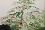 Британец нарядил новогодними игрушками куст конопли