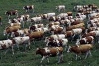 Животным нужен контроль