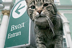 Эрмитажных кошек ловят для вручения паспорта и регистрации