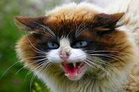 В США разгневанный кот «взял в заложники» семью хозяина