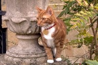 В резиденции Уинстона Черчилля новый жилец – кот Джок VI