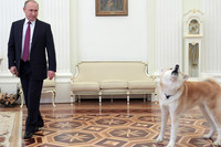 Путин показал японцам «строгую собаку» Юмэ породы акита-ину