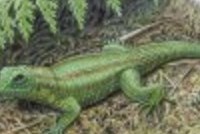 Зарубежные новости <br />Аспирант угрожает судом за уничтожение экскрементов редкой ящерицы