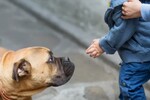 Беспечным владельцам агрессивных собак стали приходить первые штрафы за выгул питомцев без намордников и поводков