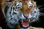Директора амурского зоопарка судят за плохое поведение тигра