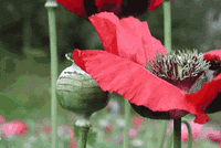 В России хотят узаконить выращивание мака