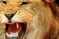 Мы угнали не тот автомобиль…