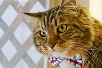 Американцы голосуют на выборах за кота, пса и Чарльза Дарвина