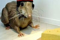 Судебный иск к властям и крысе