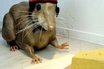 Судебный иск к властям и крысе