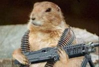 Ученые призвали запретить убийство сурков из дальнобойных винтовок