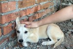 Фигуранты дела «хабаровских живодерок» получили реальные сроки заключения