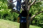 Залез на дерево? Отправляйся под суд!