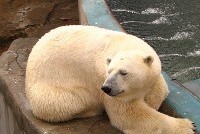 В московском зоопарке стреляли в медведя