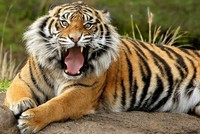 Государство обязано пресекать насилие в отношении животных