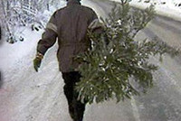 Конная милиция защитит право елки на жизнь