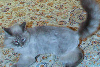 Подмосковная полиция опровергла слухи о розыске пушистой утраты Медведева