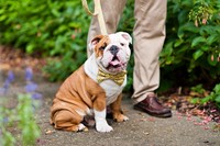 В Барселоне вводят штрафы за выгул собак без поводка