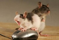 В Израиле выявлять наркокурьеров и террористов поручено грызунам