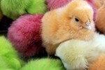 На Пасху американцы красят цыплят вместо яиц