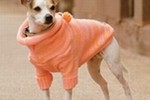 Госдума запрещает бои и разрешает эвтаназию животных