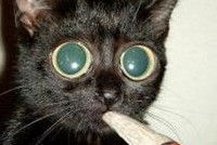 Кошка пыталась пронести на зону героин