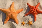 Приемные семьи будут воспитывать детей по трудовому договору