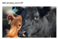 Индиец попросил полицию убедить его коров снова давать молоко
