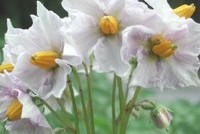 Картофель для государственных нужд