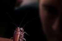 Защита «Pussy Riot»: Суд оставил исполнительниц «панк-молебна» в храме Христа Спасителя под арестом из-за тараканов