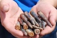 Дворник, не сообщивший полиции о находке боеприпасов, осужден на полгода
