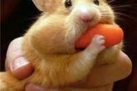 ЛДПР предлагает ввести уголовное наказание за жадность