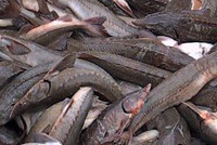 Милиционеров осудят за вымогательство рыбы у браконьеров