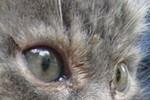 Возбуждено уголовное дело по факту жестокого обращения с котенком