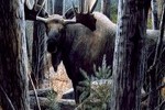 Горьковская железная дорога ответит за сбитого локомотивом лося
