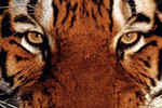 Минэкологии: Повысить штраф за контрабанду частей тигра