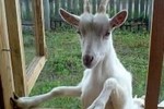 Житель Саратовской области, убивший пенсионерку из-за козы, проведет за решеткой 14 лет
