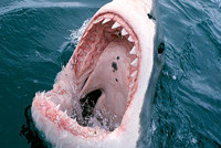 Власти Египта заплатят по $50 тыс. жертвам нападения акул